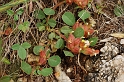 0745 Anthyllis tetraphylla